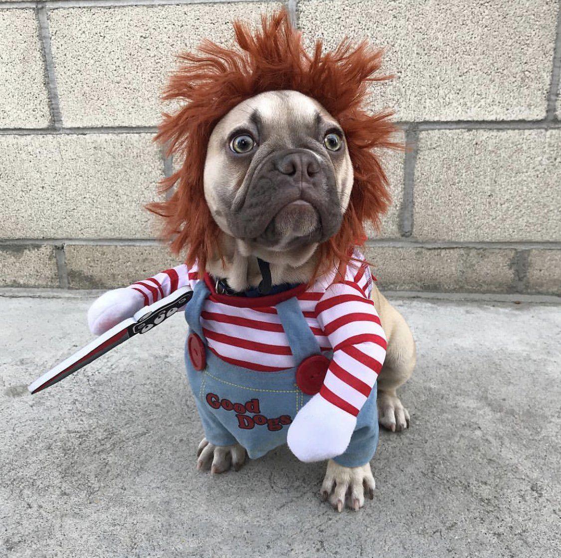 Funny Dog Costume