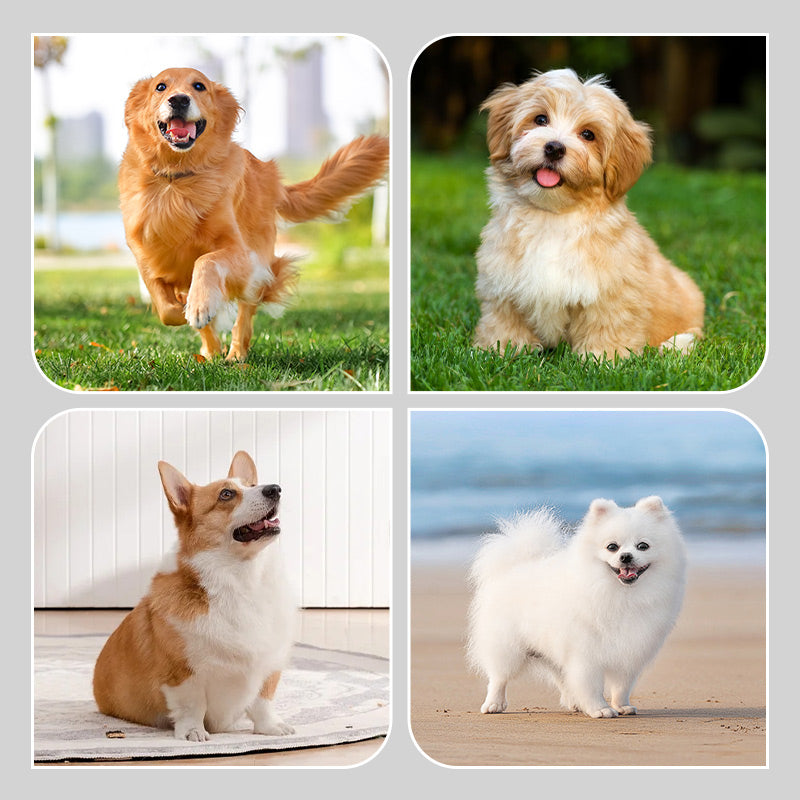 PawShield™ Anti-Slip Paw Shoes